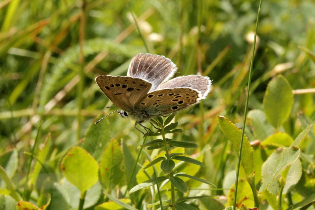 Maculinea arion? S